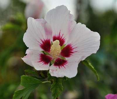 Hibiscus syr. 'Red Heart' Hibiscus syr. 'Red Heart'