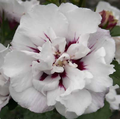 Hibiscus syr. 'Speciosus' Hibiscus syr. 'Speciosus'