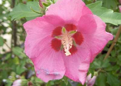 Hibiscus syr. 'Woodbridge'
