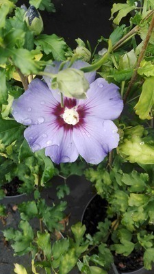Hibiscus syriacus in kleuren