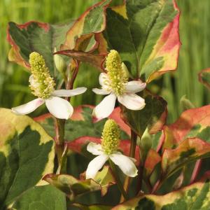 Houttuynia cordata 'Chameleon'