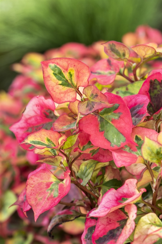 Houttuynia cordata 'Chameleon'