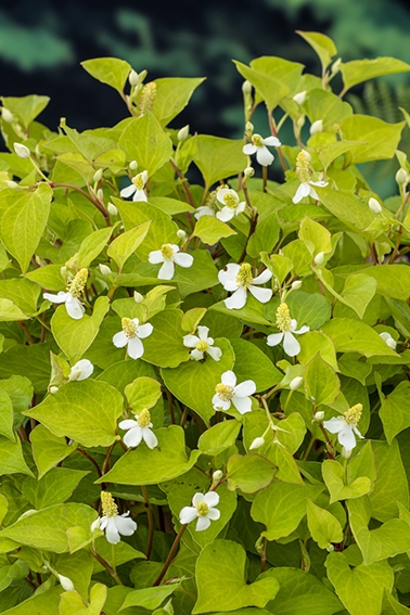 Houttuynia cordata