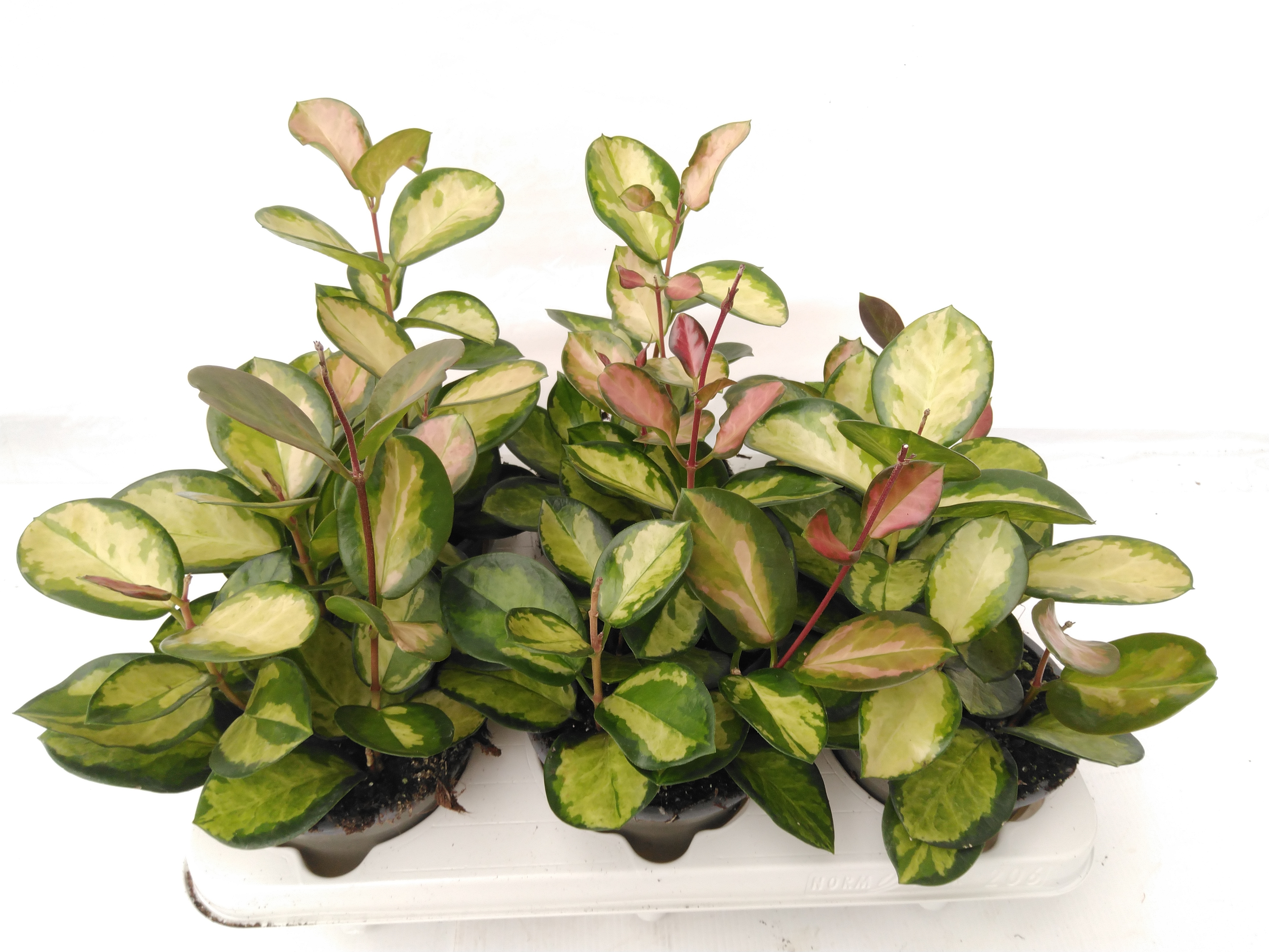 Hoya carnosa 'Tricolor' struik