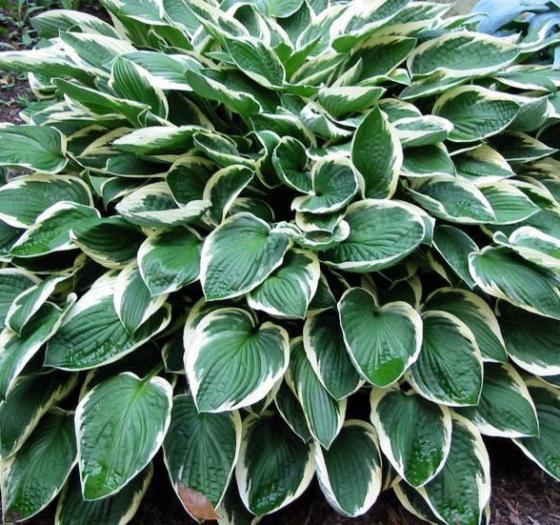 Hosta 'Francee' Hosta 'Francee'