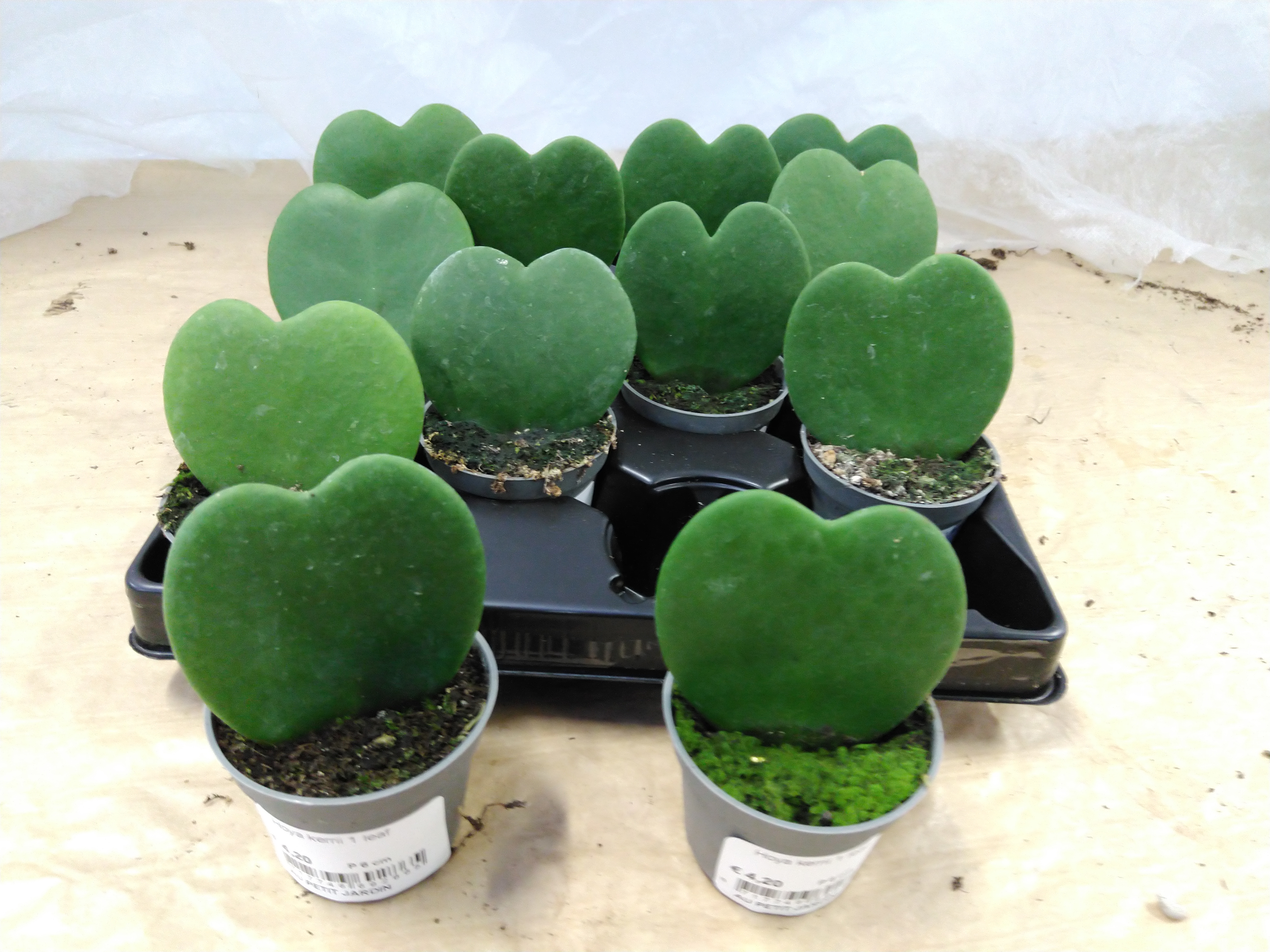 Hoya kerrii 1 leaf Hoya kerrii 1 leaf