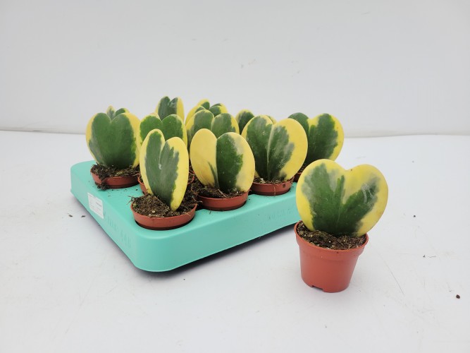 Hoya kerri 'Variegata'