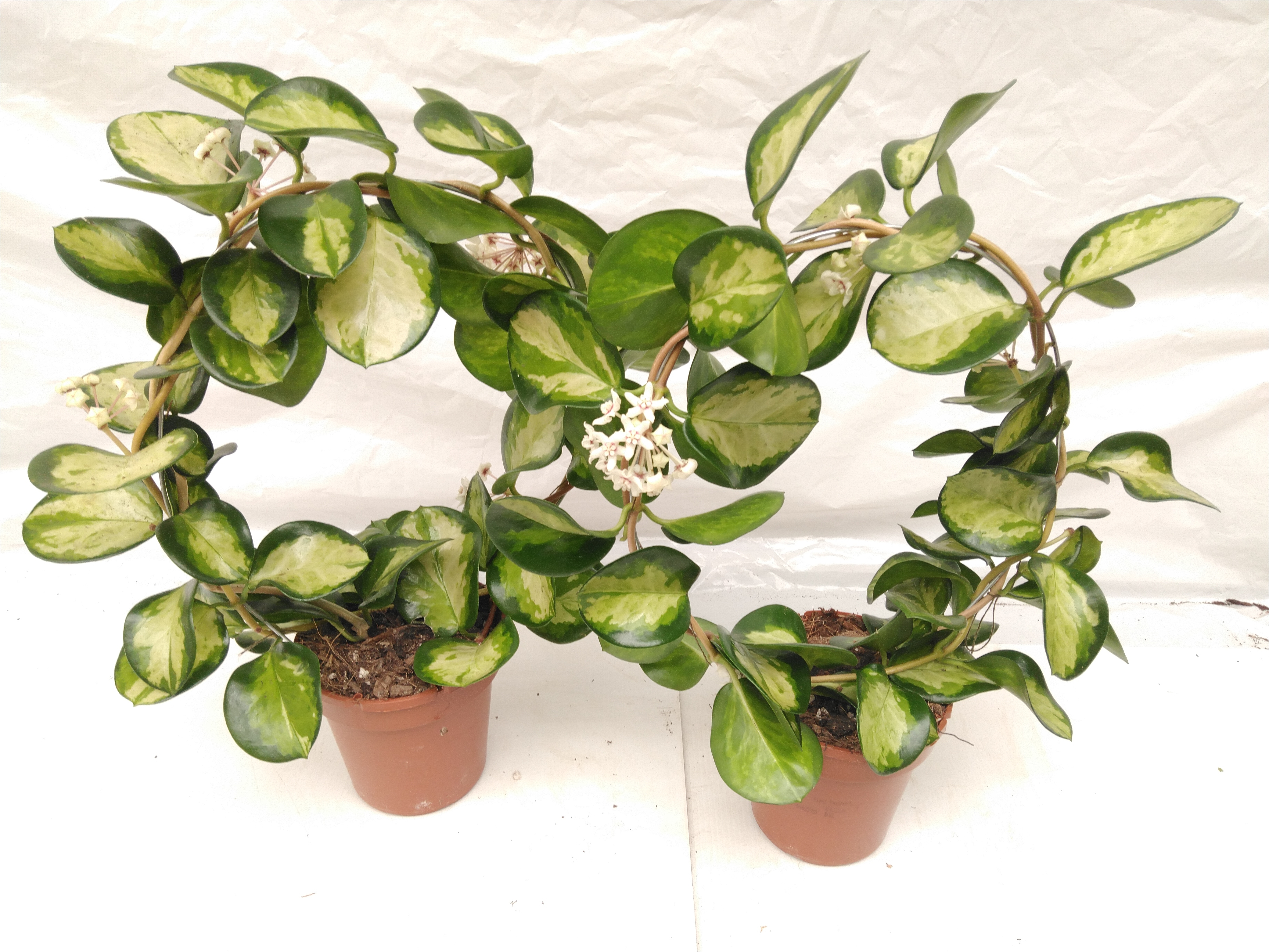Hoya Lisa En Fleur!