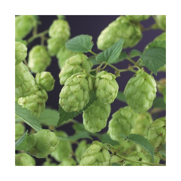 Humulus lupulus 'Nordbrau'