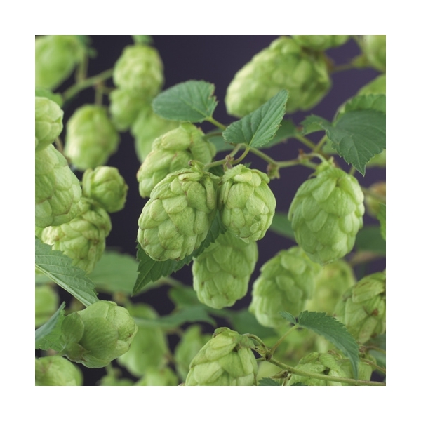 Humulus lupulus Humulus lupulus