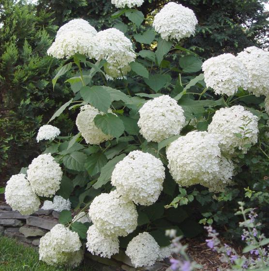 Hydrangea arb. 'Annabelle' Hydrangea arb. 'Annabelle'