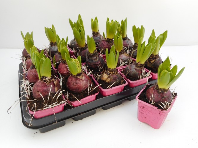 Hyacinthus mix 