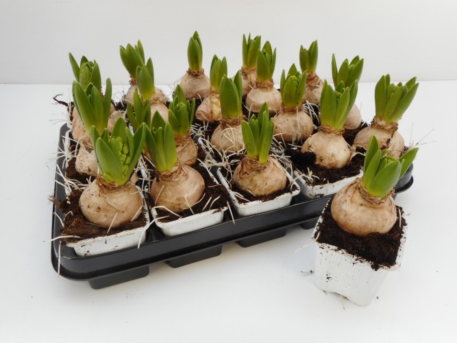 Hyacinthus mix 