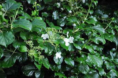 Hydrangea anomala petiolaris