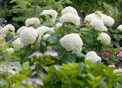 Hydrangea arb. 'Strong Annabelle'