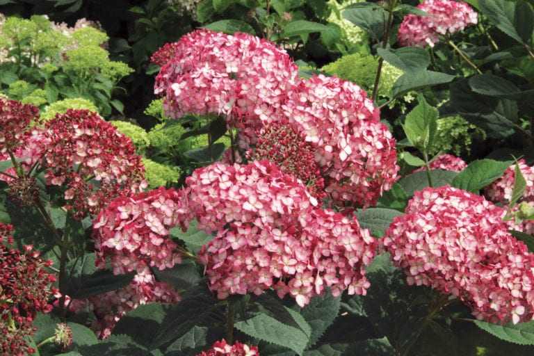 Hydrangea arb. 'Ruby Annabelle' Hydrangea arb. 'Ruby Annabelle'