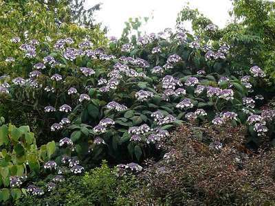 Hydrangea asp. 'Macrophylla'