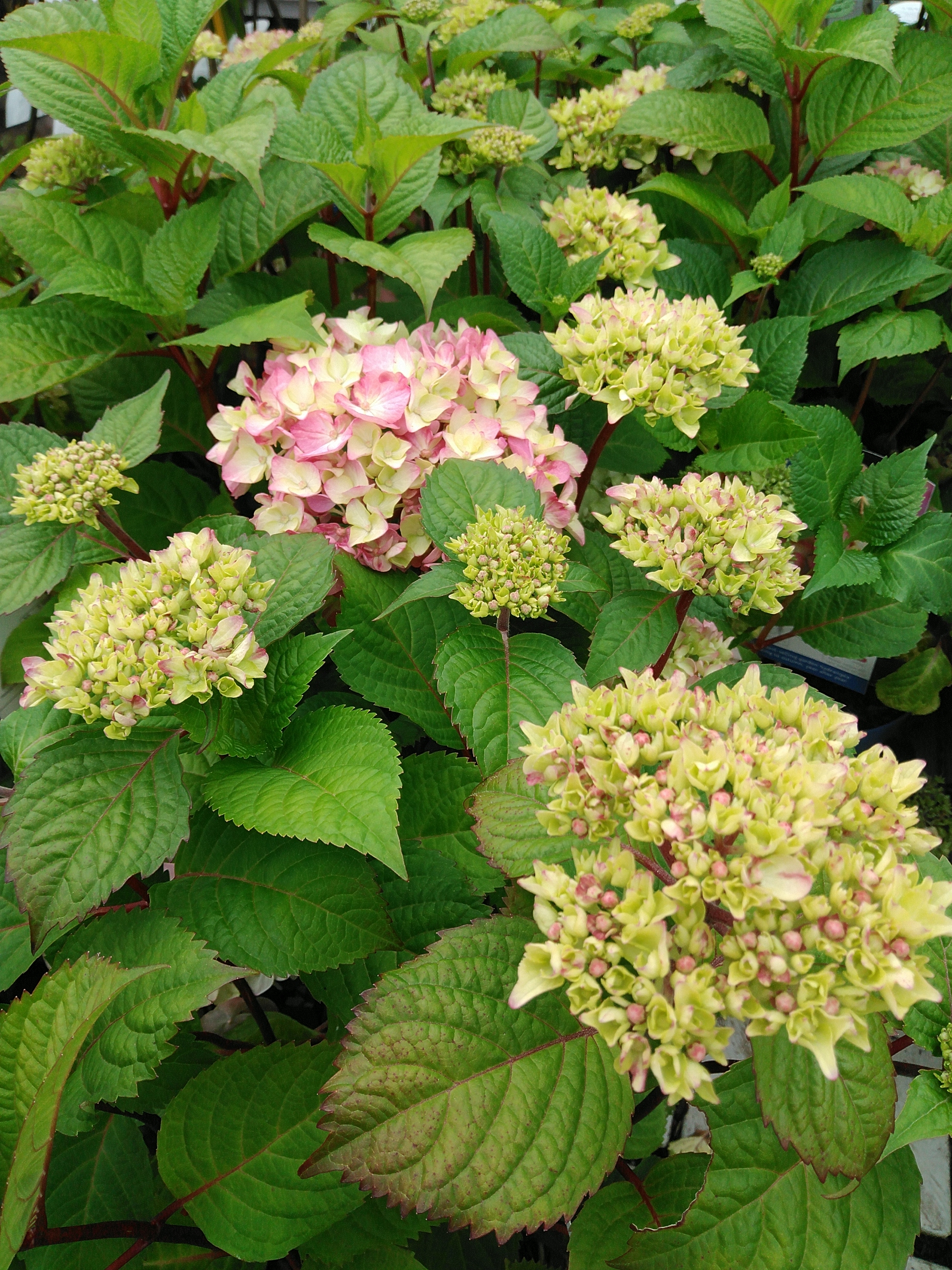 Hydrangea E.S. 'BloomStar'® Pink