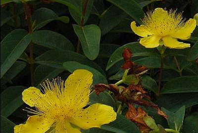 Hypericum calycinum  P9