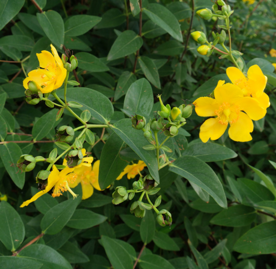 Hypericum calycinum  P9