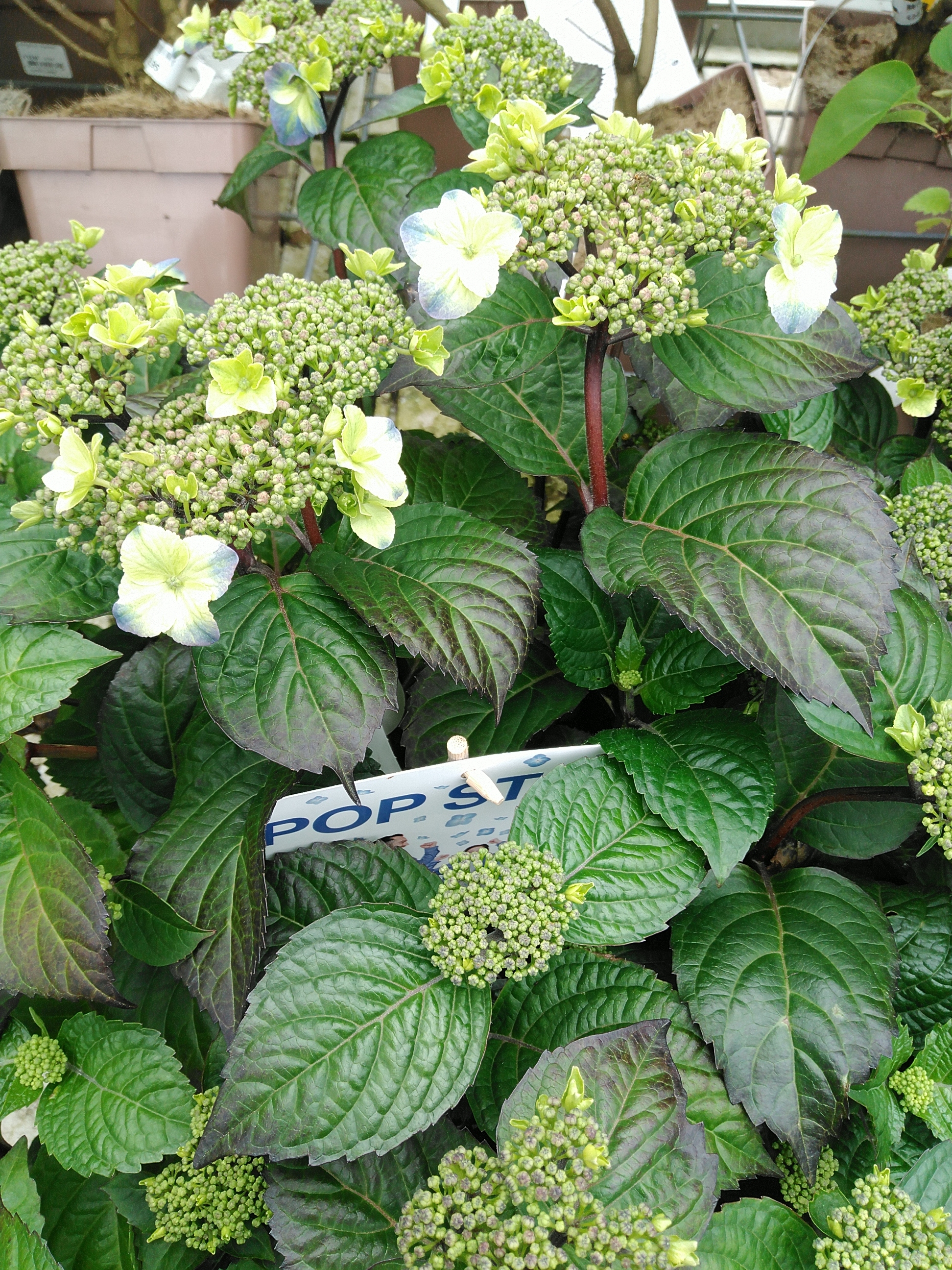 Hydrangea E.S. 'Pop Star'® Blue