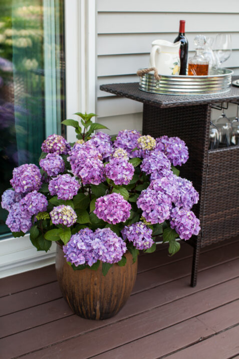 Hydrangea E.S. 'Summer Love'®Purple