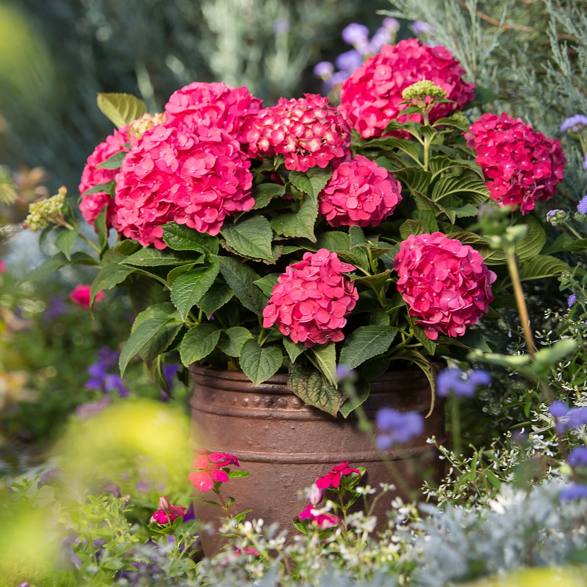Hydrangea E.S. 'Summer Love'® Red
