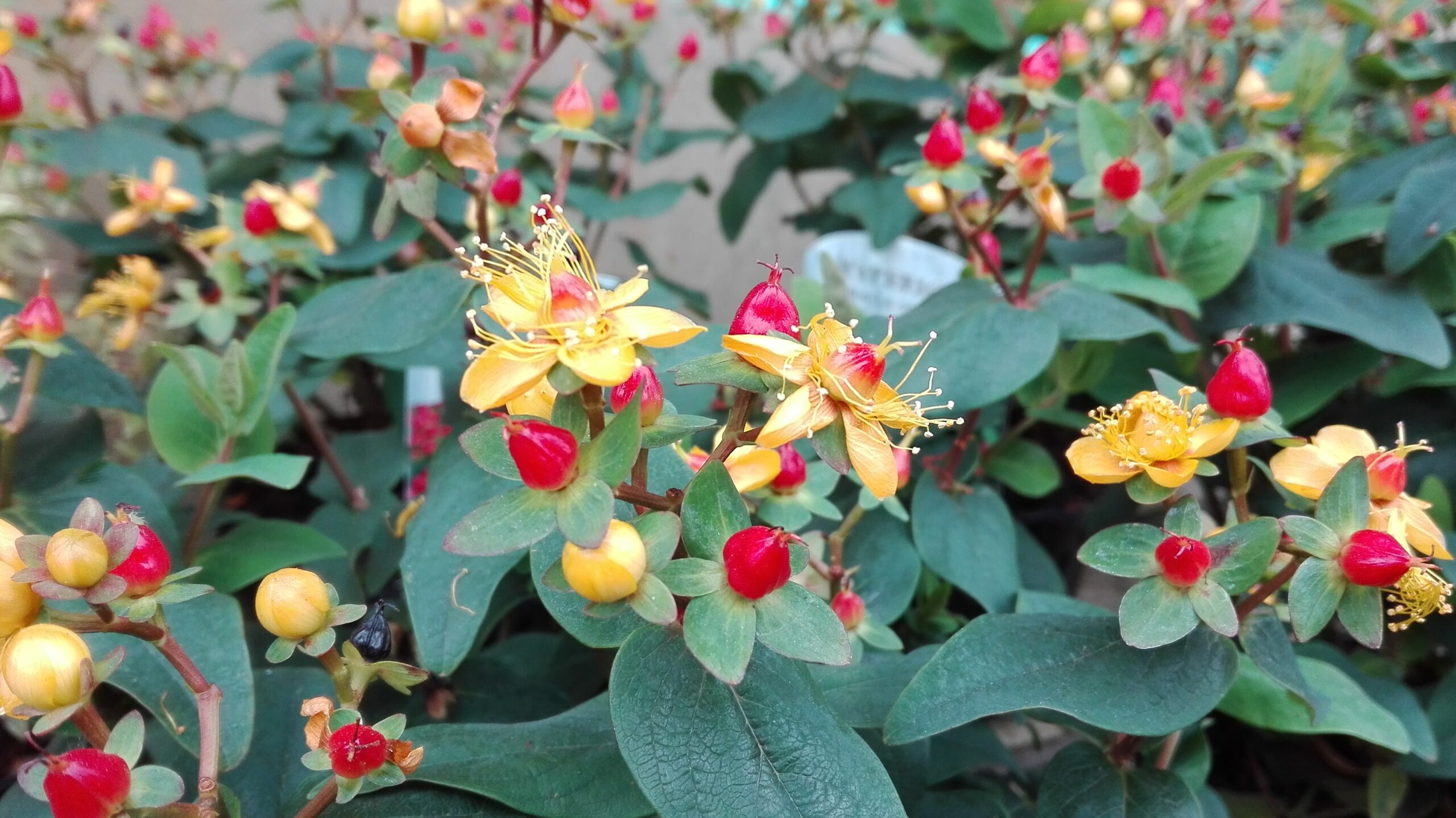 Hypericum 'Grandeur' Hypericum 'Grandeur'