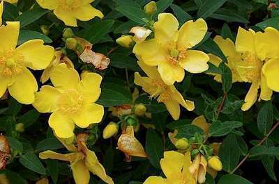 Hypericum 'Hidcote'
