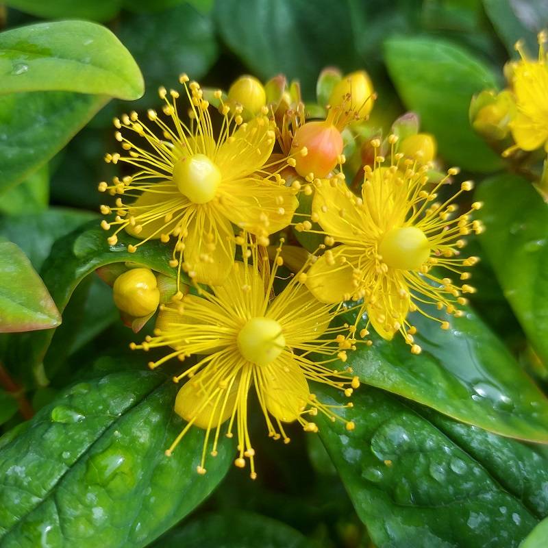 Hypericum ino. 'Magical Beauty' Hypericum ino. 'Magical Beauty'