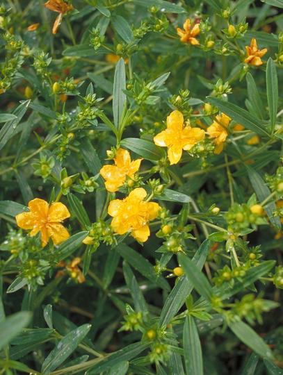 Hypericum kal. 'Gemo'