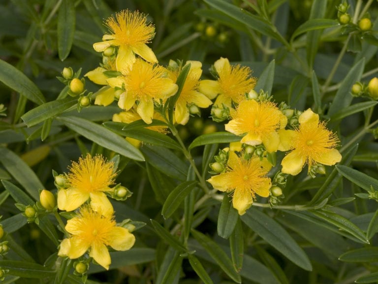 Hypericum kal. 'Sunny Boulevard'® Hypericum kal. 'Sunny Boulevard'®