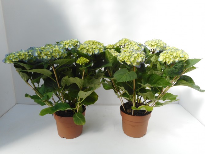 Hydrangea mac. 4/5 kop Hydrangea mac. 4/5 kop