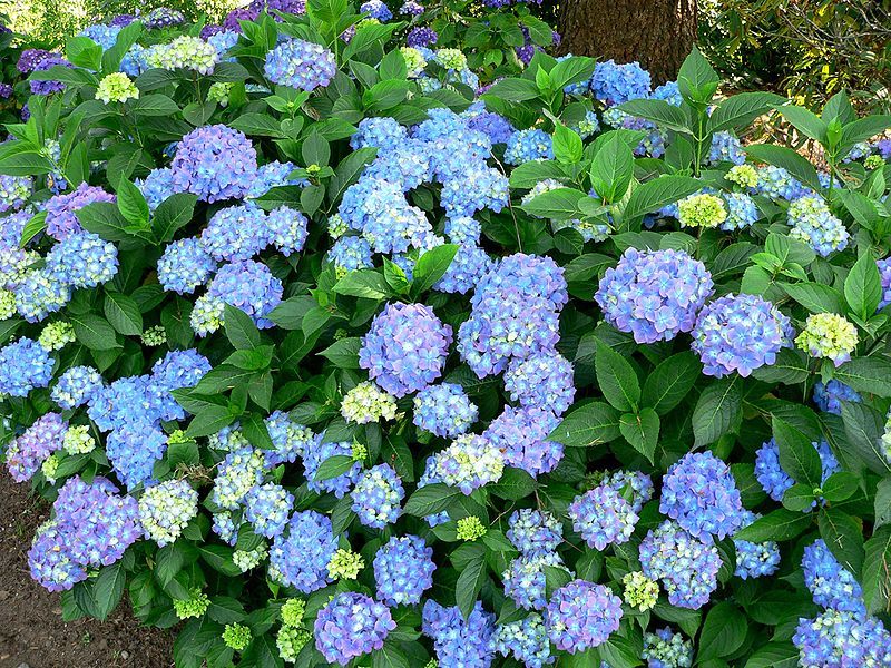 Hydrangea macr. 'Blauer Prinz'
