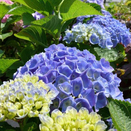 Hydrangea macr. 'Bodensee'  blauw - bleu