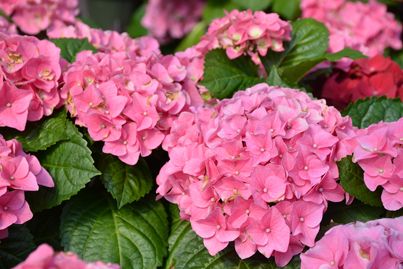 Hydrangea macr. 'Early Pink'