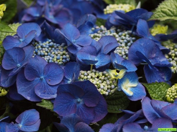 Hydrangea macr. 'Eisvogel'