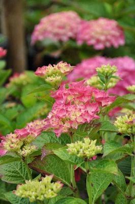 Hydrangea macr. 'Glowing Embers'