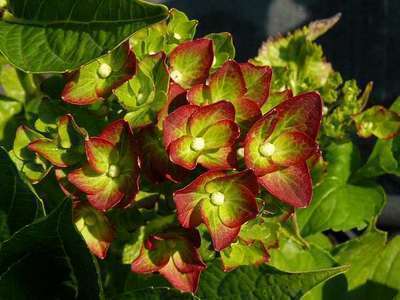 Hydrangea macr. 'Green Shadow'  ®