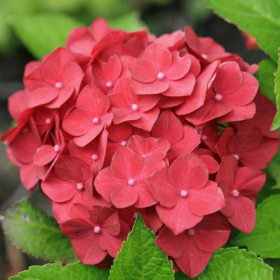 Hydrangea macr. 'Hot Red'