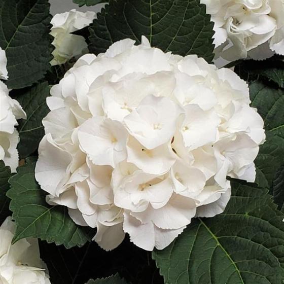 Hydrangea macr. 'Ice Boy' ® Hydrangea macr. 'Ice Boy' ®