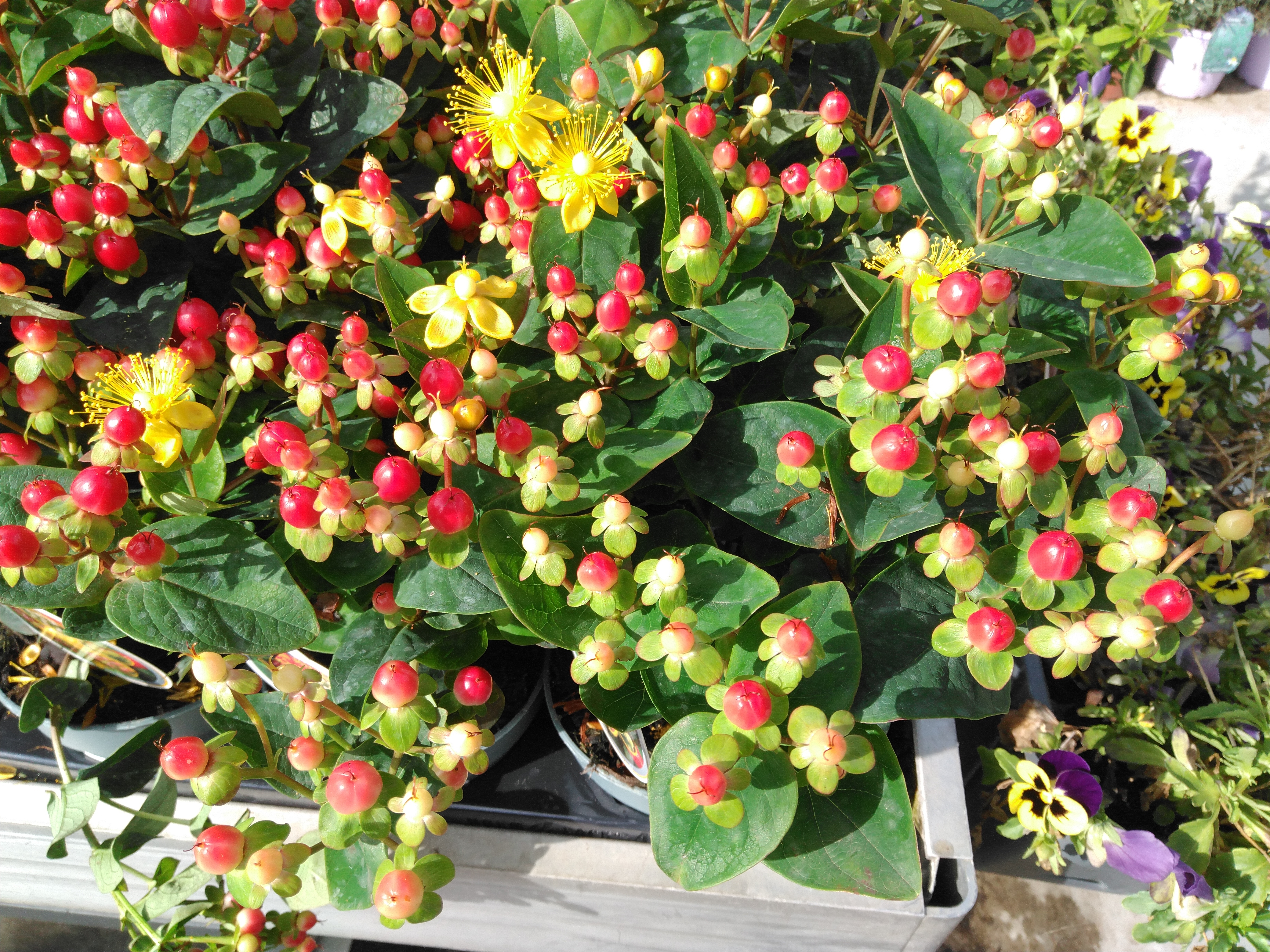 Hypericum miracle Mix
