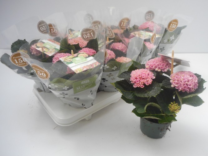Hydrangea mac. 'Magical lRevolution'  3+  BL