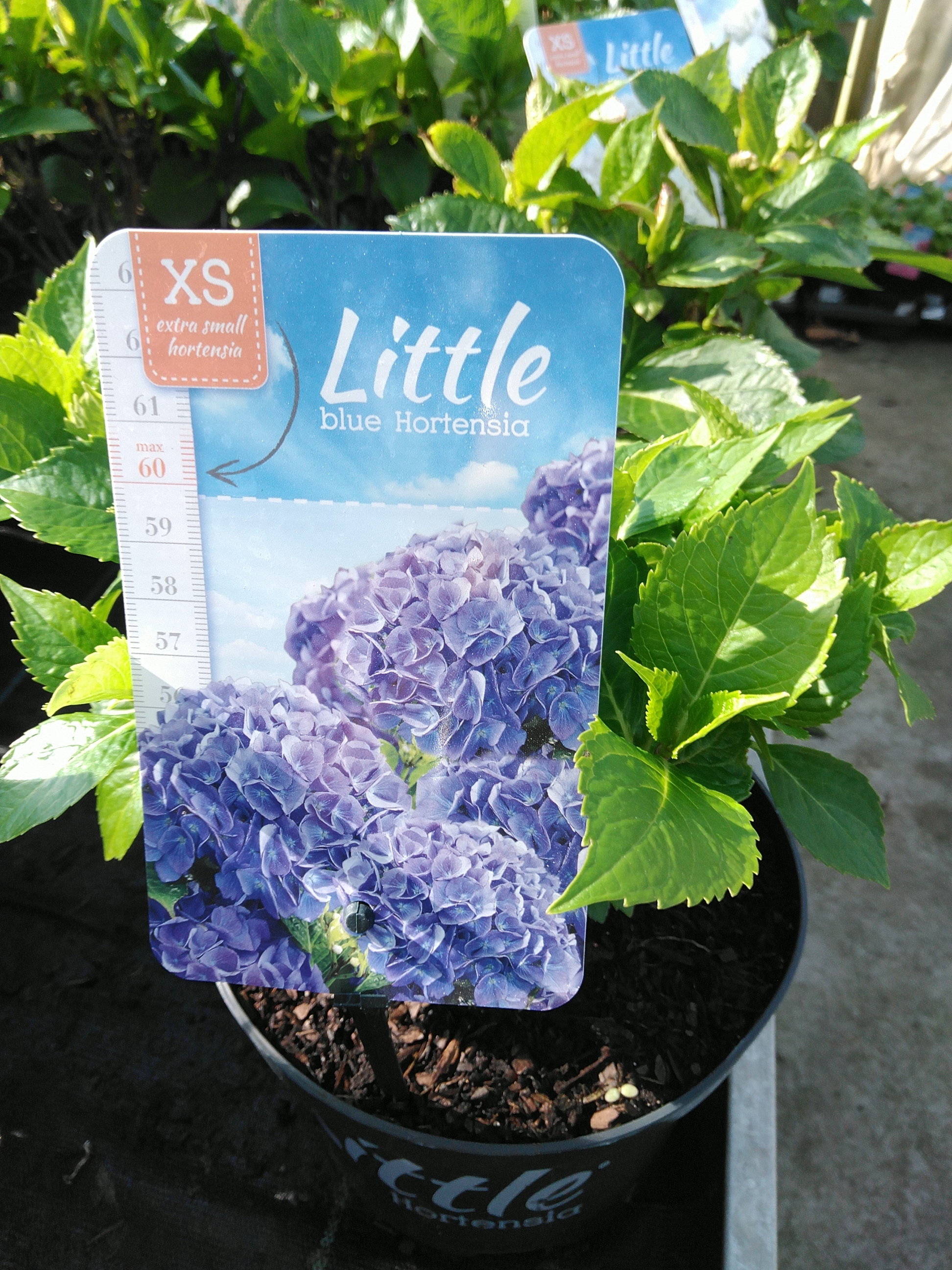 Hydrangea macr. 'Little Blue'