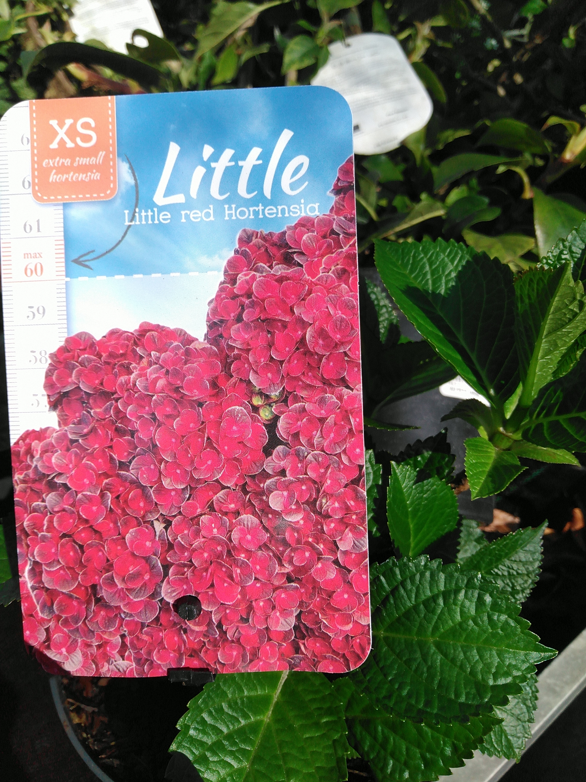 Hydrangea m. 'Little Red'