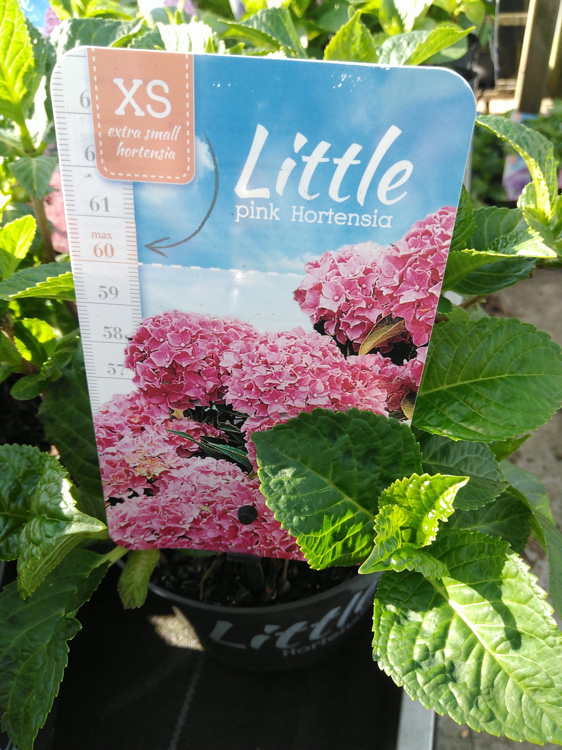 Hydrangea macr. 'Little' MIX