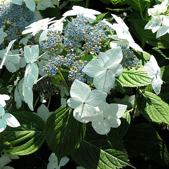 Hydrangea macr. 'Lanarth White' Hydrangea macr. 'Lanarth White'