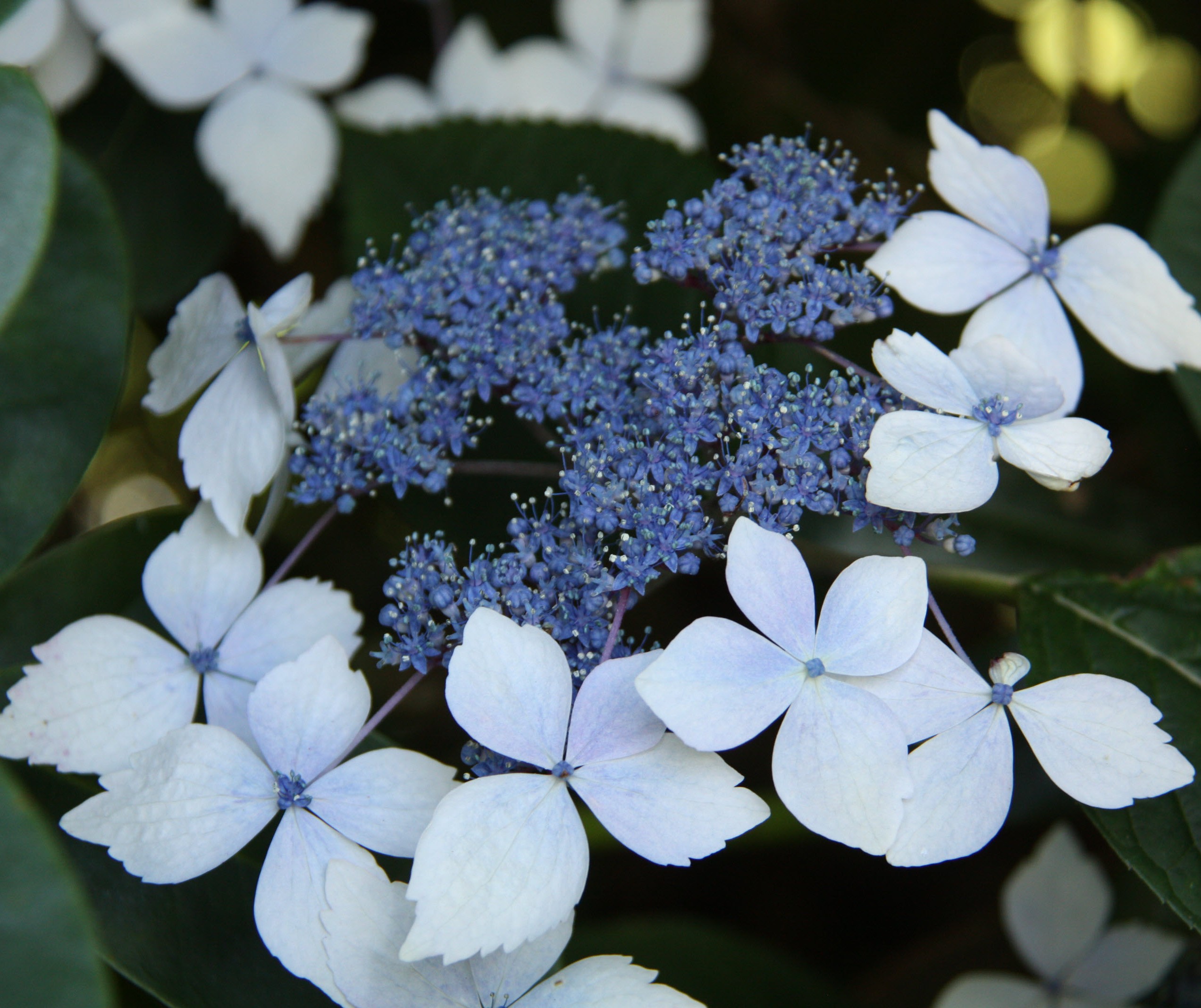 Hydrangea macr. 'Mariesii Perfecta' Hydrangea macr. 'Mariesii Perfecta'