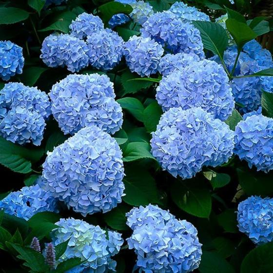 Hydrangea macr. 'Nikko Blue' Hydrangea macr. 'Nikko Blue'