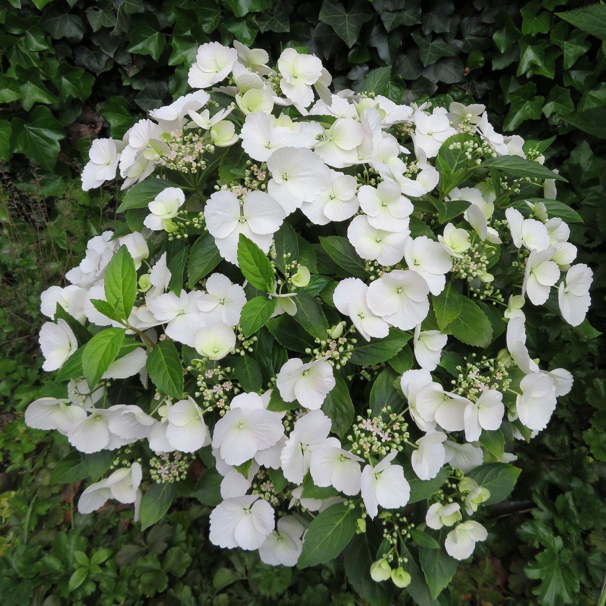 Hydrangea macr. 'Runaway Bride'® Hydrangea macr. 'Runaway Bride'®